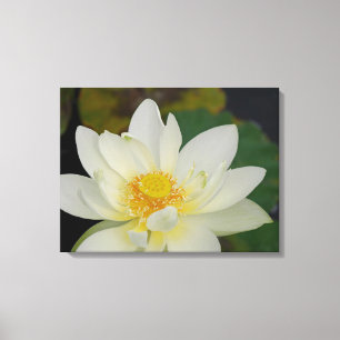 Lotus flower canvas print