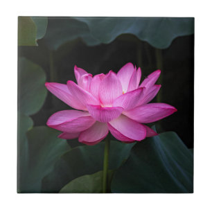 Lotus Flower Ceramic Tile