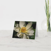 Lotus Flower, Deepest Sympathy