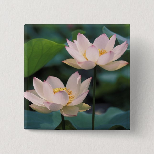 Lotus flower in blossom, China 15 Cm Square Badge (Front)