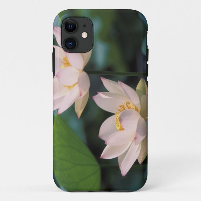 Lotus flower in blossom, China Case-Mate iPhone Case (Back)