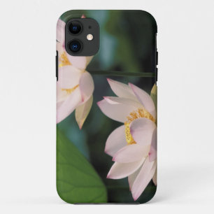 Lotus flower in blossom, China iPhone 11 Case