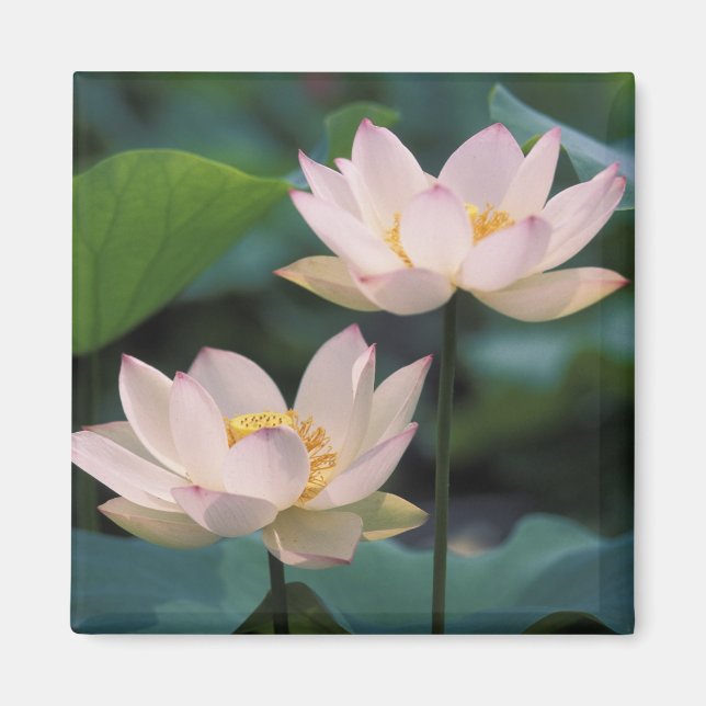 Lotus flower in blossom, China Magnet (Front)