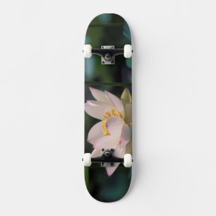 Lotus flower in blossom, China Skateboard