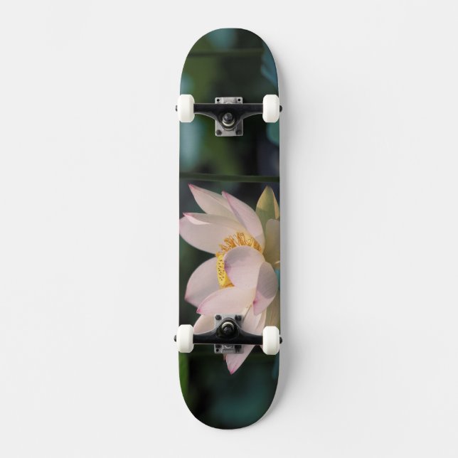 Lotus flower in blossom, China Skateboard (Front)