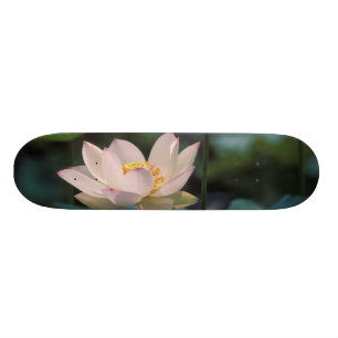 Lotus flower in blossom, China Skateboard