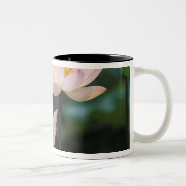 Lotus flower in blossom, China Two-Tone Coffee Mug (Right)
