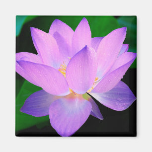 Lotus Flower Magnet