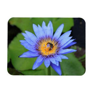 Lotus flower magnet