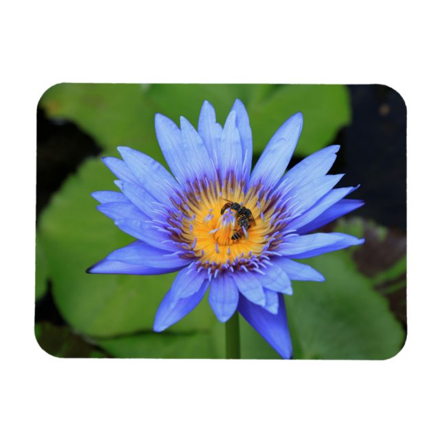 Lotus flower magnet (Horizontal)
