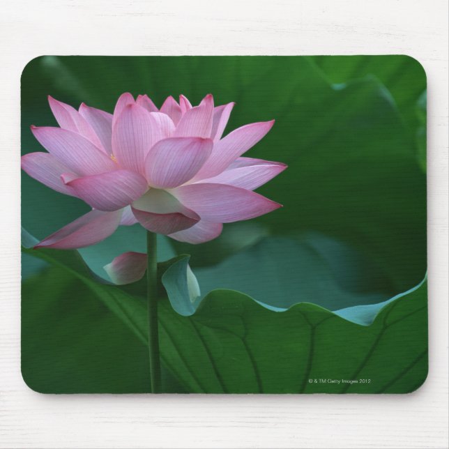 Lotus flower mouse pad (Front)