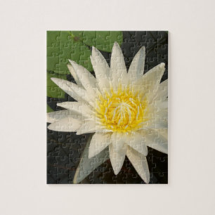 lotus, flower, nature, blossom, floral, plant, jigsaw puzzle