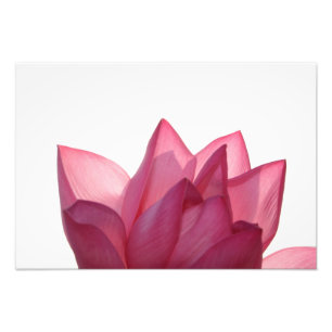 Lotus flower [Nelumbio speciosum] in full Photo Print