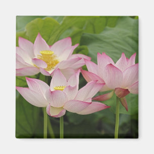 Lotus flower, Nelumbo nucifera, China 2 Magnet
