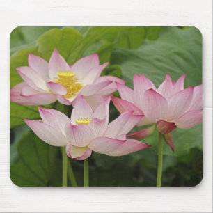 Lotus flower, Nelumbo nucifera, China 2 Mouse Pad
