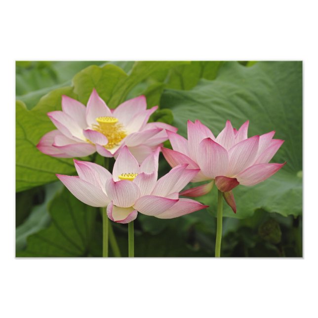Lotus flower, Nelumbo nucifera, China 2 Photo Print (Front)