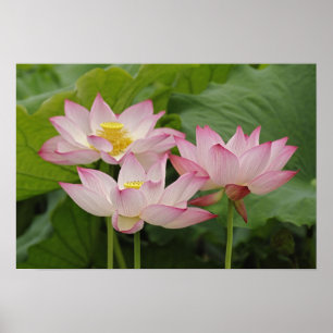 Lotus flower, Nelumbo nucifera, China 2 Poster