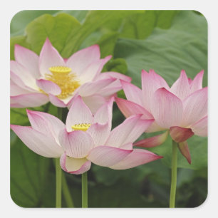 Lotus flower, Nelumbo nucifera, China 2 Square Sticker
