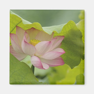 Lotus flower, Nelumbo nucifera, China Magnet