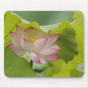Lotus flower, Nelumbo nucifera, China Mouse Pad