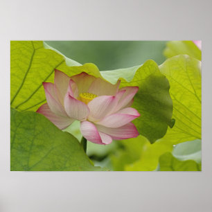Lotus flower, Nelumbo nucifera, China Poster