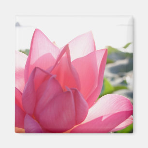 Lotus flower [Nelumbo speciosum] in full Magnet