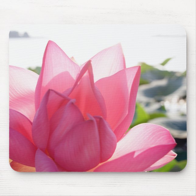 Lotus flower [Nelumbo speciosum] in full Mouse Pad (Front)