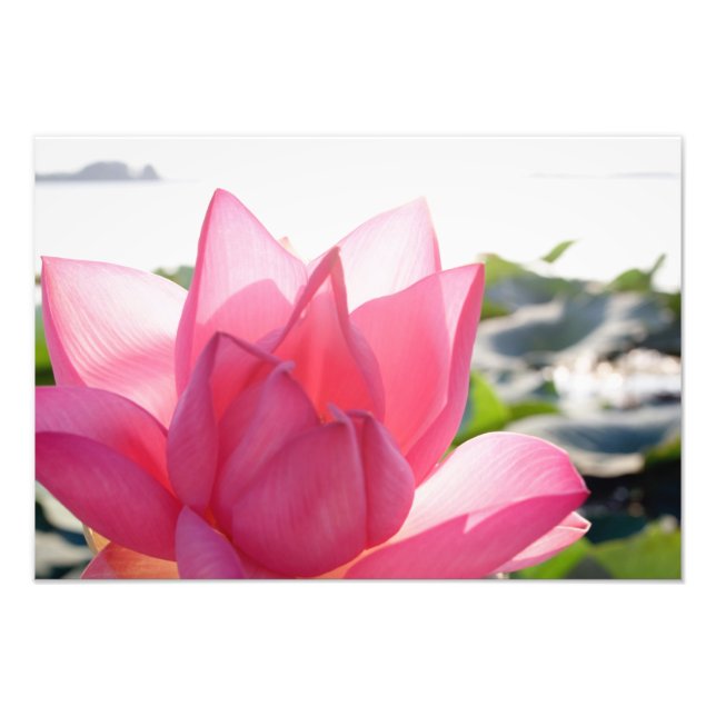 Lotus flower [Nelumbo speciosum] in full Photo Print (Front)