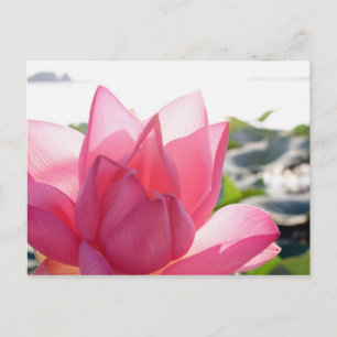 Lotus flower [Nelumbo speciosum] in full Postcard