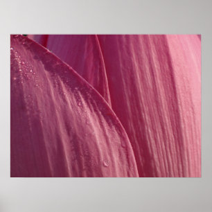 Lotus Flower Petals Pink Floral Poster