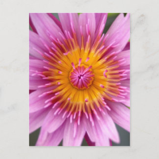 lotus  flower postcard