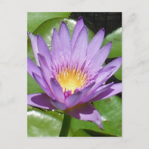 Lotus Flower Postcard