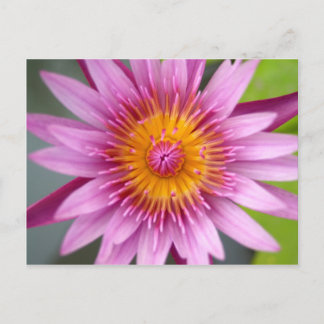 lotus flower postcard
