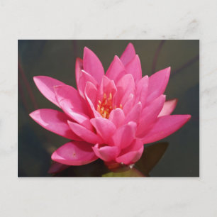 lotus  flower postcard