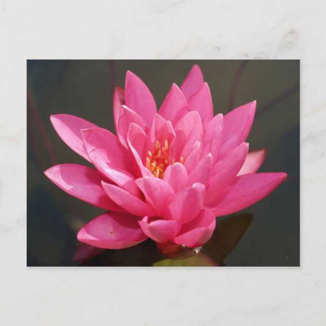 lotus  flower postcard (Front)