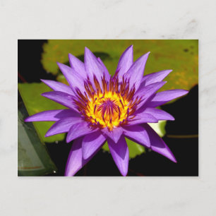 lotus flower postcard