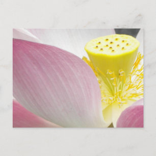 Lotus flower postcard