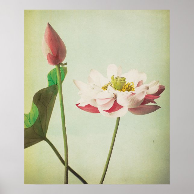 Lotus Flower Poster (Front)