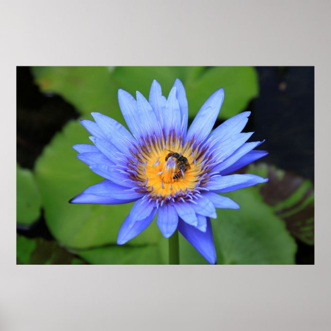 Lotus flower poster (Front)