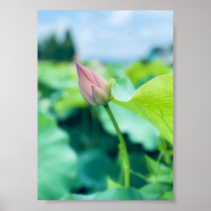 Lotus Flower Poster