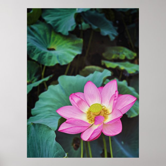 Lotus Flower Poster (Front)