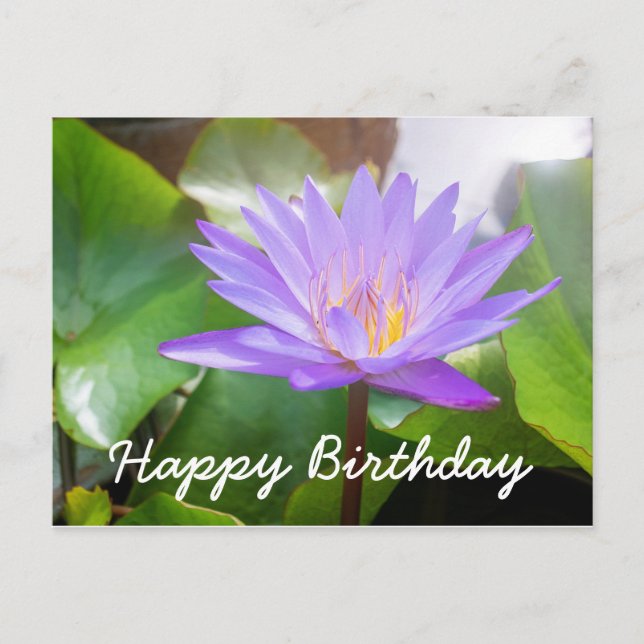 Lotus flower purple colour with leaves pad postcard (Front)