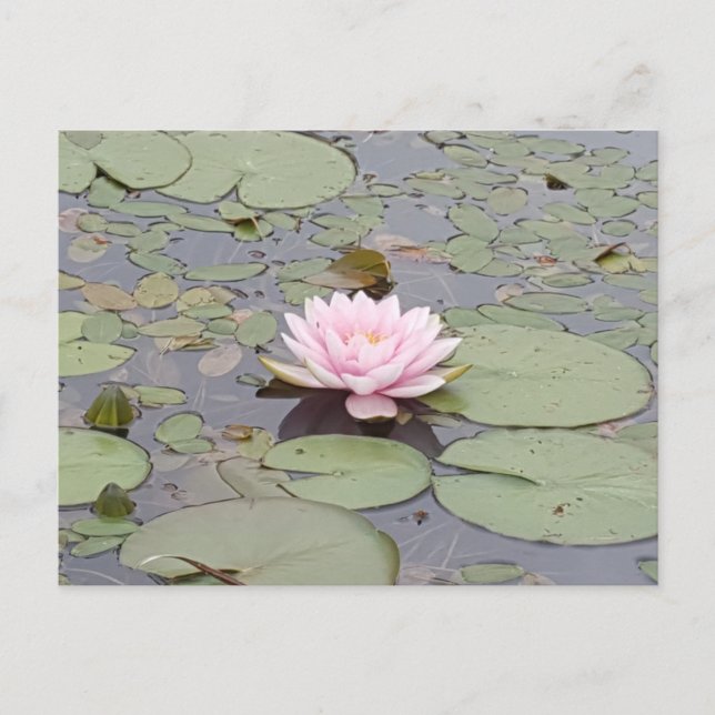 Lotus Flower Soft Pink Floral Pond Zen Postcard (Front)