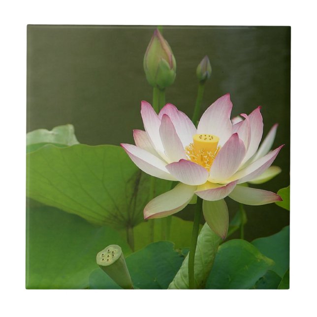 Lotus Flower Tile. Tile (Front)