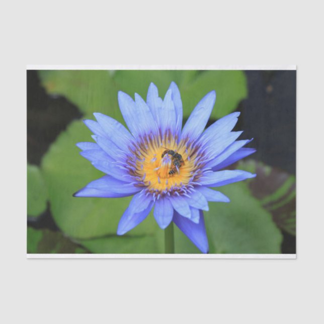 Lotus flower tissue paper (Front)