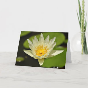 Lotus Flower - Water lily Greeting Cards