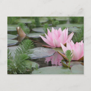 Lotus Flower/Waterlily Postcard