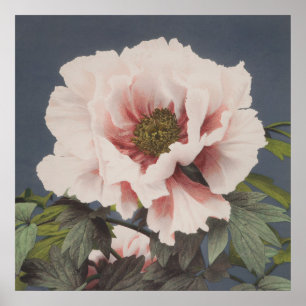 Lotus Flowers by Ogawa Kazumasa (1887–1897) Poster
