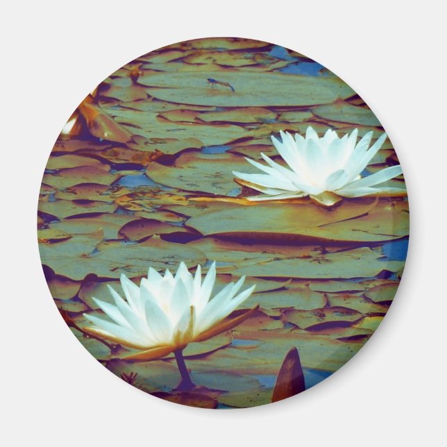 Lotus Flowers Magnet (Front)