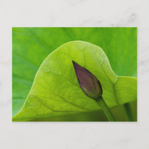 Lotus Leaf and Bud North Carolina Postcard